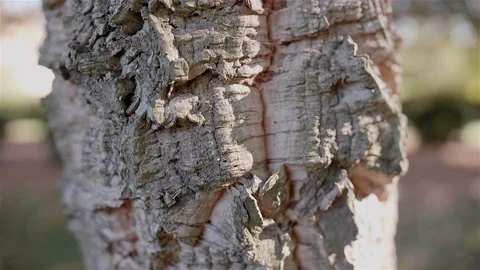 Imposing Portuguese forest tree. Stock Footage 100587865