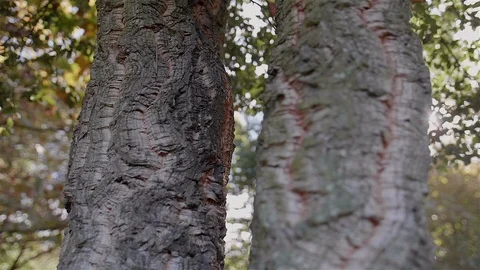 Imposing Portuguese forest tree. Stock Footage 100587928
