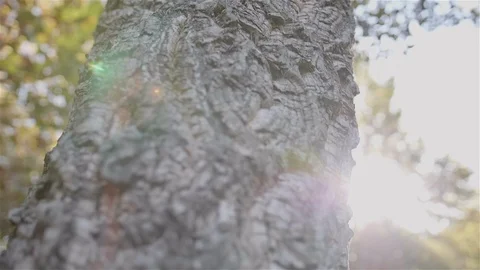 Imposing Portuguese forest tree. Stock Footage 100587950