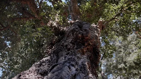 Imposing Portuguese forest tree. Stock Footage 100588422