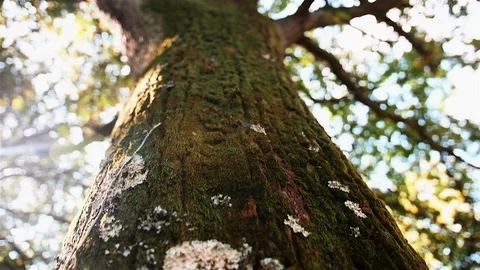 Imposing Portuguese forest tree. Stock Footage 100588504