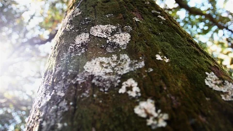 Imposing Portuguese forest tree. Stock Footage 100588510