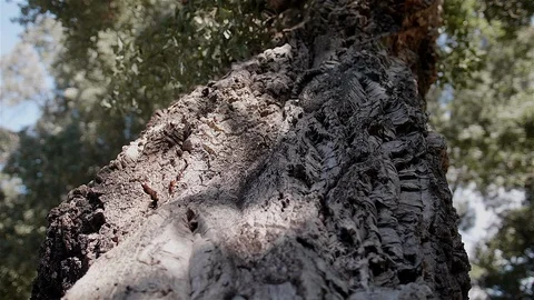 Imposing Portuguese forest tree. Stock Footage 100588710