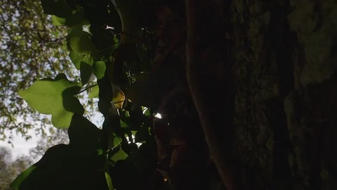 Imposing Portuguese forest tree. Stock Footage 100588758