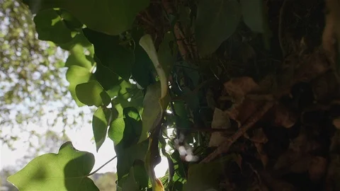 Imposing Portuguese forest tree. Stock Footage 100589036