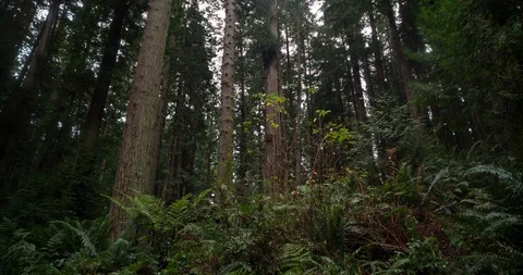 Imposing Redwoods Stock Footage 102206479