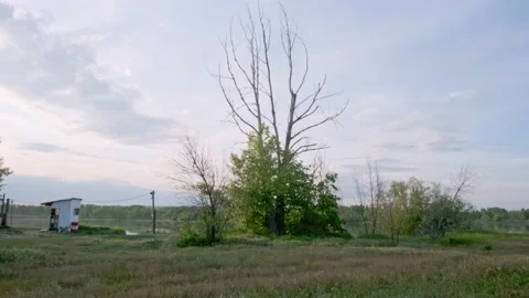 An imposing tree in the background of the river Stock Footage 196822126