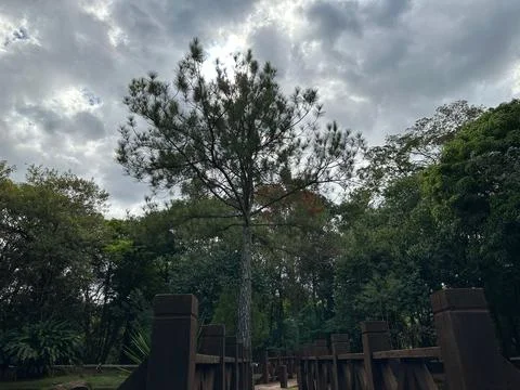 Imposing tree in park under cloudy sky. Stock Photos