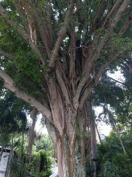 Imposing tree Stock Photos
