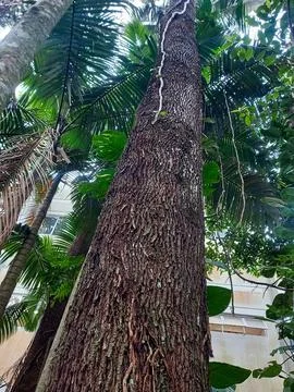 Imposing tree trunk Stock Photos