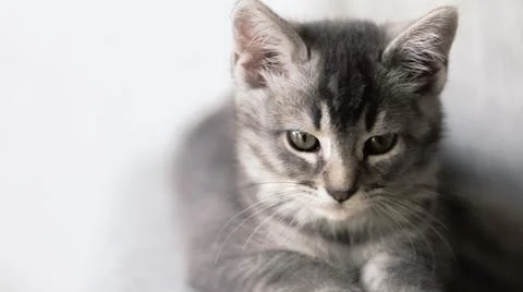 Impossible  to not feel in love with this lovely grey kitten Stock Photos