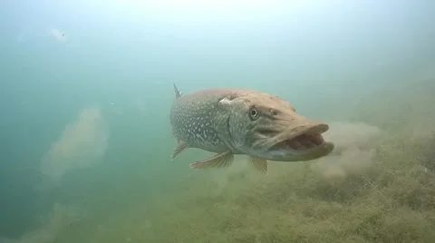 Impressing pike Stock Footage 56807873