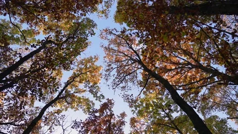 Impression of Autumn 4k Stock Footage 142312087