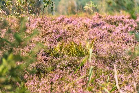 Impression From Blooming Heathland Foto stock