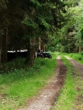 Impression in deepest  forest Stock Photos