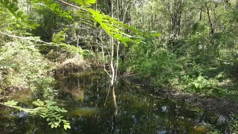 Impression in the jungle - a tree in the water Stock Footage 148248980