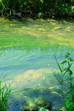 Impressionist ressemblance Stock Photos