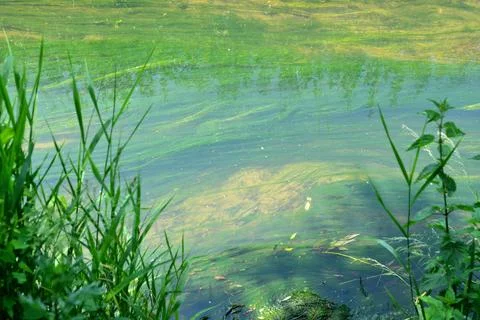 Impressionist ressemblance Stock Photos