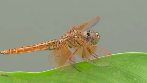Impressionistic Footage of a Dragonfly Capturing Nature's Delicate Beauty Stock Footage 304105972