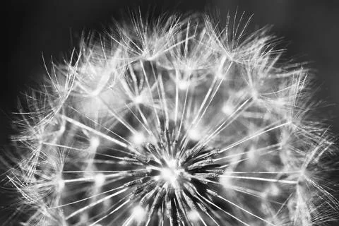 Impressions with the dandelion Stock Photos