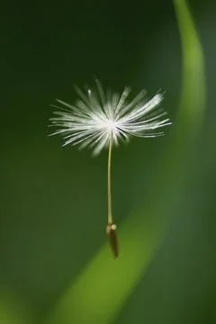 Impressions with the dandelion Stock Photos