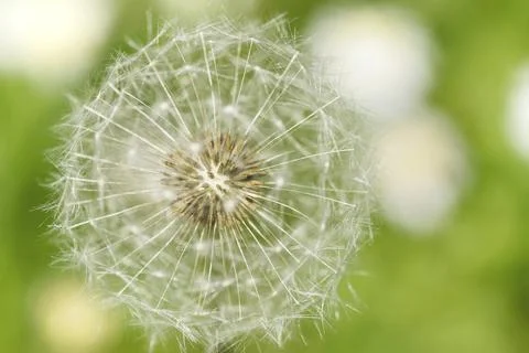 Impressions with the dandelion Stock Photos