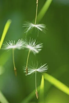 Impressions with the dandelion Stock Photos