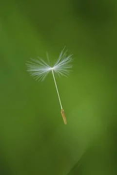 Impressions with the dandelion Stock Photos