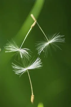 Impressions with the dandelion Stock Photos