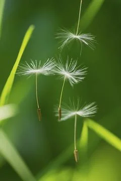 Impressions with the dandelion Stock Photos