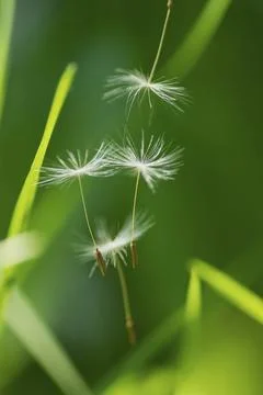 Impressions with the dandelion Stock Photos