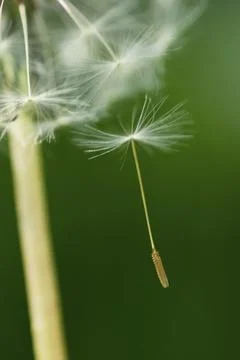 Impressions with the dandelion Stock Photos
