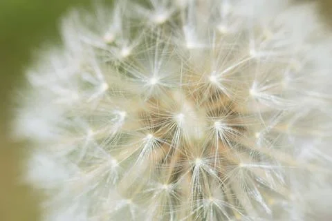 Impressions with the dandelion Stock Photos