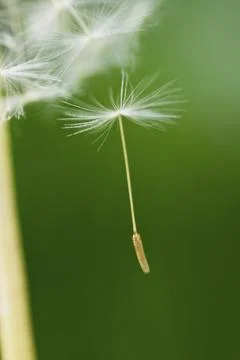 Impressions with the dandelion Stock Photos