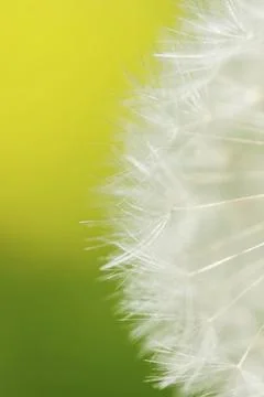 Impressions with the dandelion Stock Photos