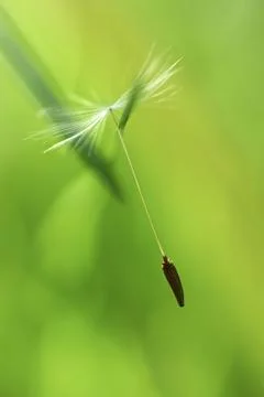 Impressions with the dandelion Stock Photos