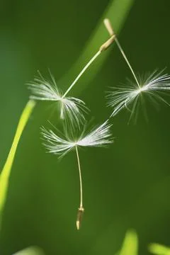 Impressions with the dandelion Stock Photos