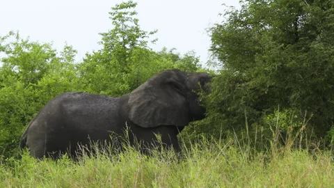 Impressions of a feeding forest elephant. One can tell that the animal is Stock-Footage 333208702