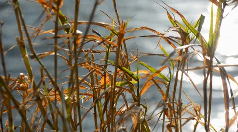 Impressions on the water Stock Footage 34276441