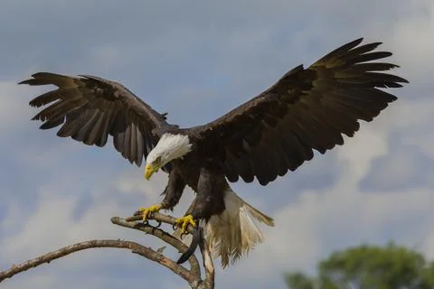 Impressive Bald eagle on a branch with it's wings spread Foto stock