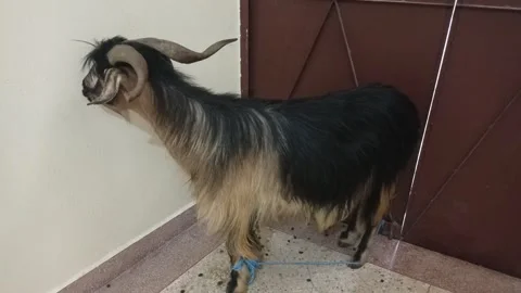 Impressive Billy Goat with Large Horns for Eid al-Adha Sacrifice Stock Footage 335695631