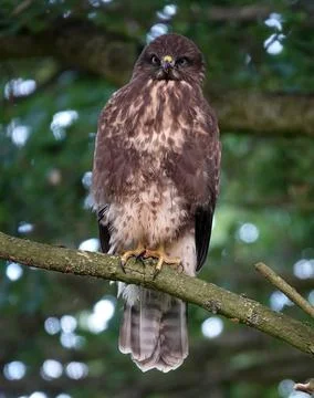 Impressive bird of prey looking Stock Photos