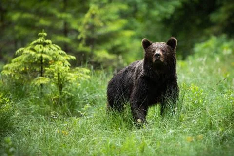 Impressive brown bear standing in forest in summer nature. Stock Photos
