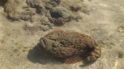 Impressive close encounter with the dangerous stone fish Stock Footage 106499618