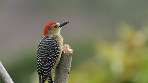 Impressive close-up shots of a Red-crowned Woodpecker (Melanerpes rubricapillus) Stock Footage 338239407