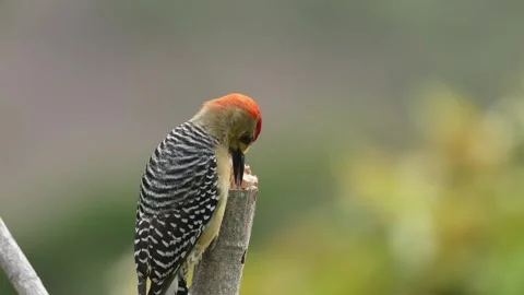 Impressive close-up shots of a Red-crowned Woodpecker (Melanerpes rubricapillus) Vídeo Stock 338239416