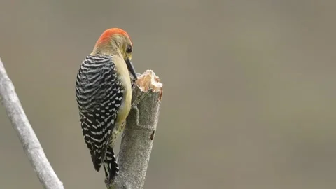 Impressive close-up shots of a Red-crowned Woodpecker (Melanerpes rubricapillus) Video stock 338239446