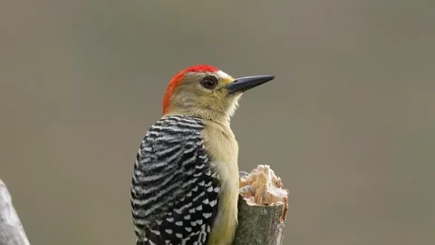 Impressive close-up shots of a Red-crowned Woodpecker (Melanerpes rubricapillus) Stock-Footage 338239448