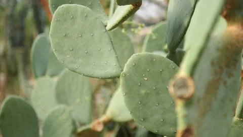 An Impressive CloseUp View of Prickly Pear Cactus Pads Showcasing Their Unique Stock Footage 289453733