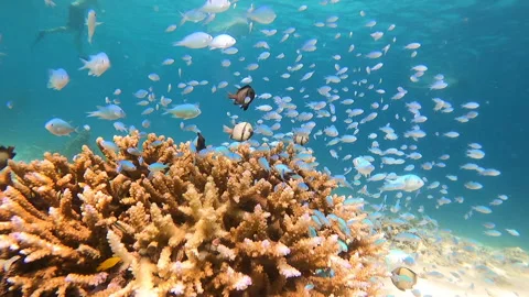 An impressive coral reef teeming with various fish species Stock Footage 327035105